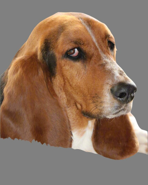 Bassethound.store